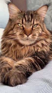 Büyük kedi Mainecoon, rakun evcil hayvanı, hayvanlar