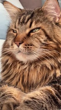 Büyük kedi Mainecoon, rakun evcil hayvanı, hayvanlar