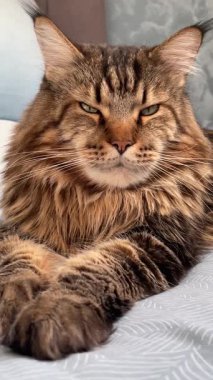 Büyük kedi Mainecoon, rakun evcil hayvanı, hayvanlar