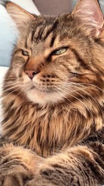 Büyük kedi Mainecoon, rakun evcil hayvanı, hayvanlar