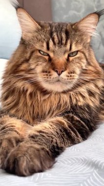 Büyük kedi Mainecoon, rakun evcil hayvanı, hayvanlar