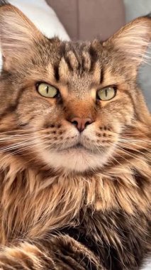 Büyük hayvan, kediler, hayvanlar, Maine rakunu Mainecoon kedisi.