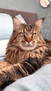 Büyük hayvan, kediler, hayvanlar, Maine rakunu Mainecoon kedisi.