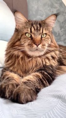 Büyük hayvan, kediler, hayvanlar, Maine rakunu Mainecoon kedisi.