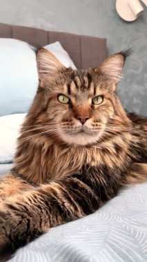 Büyük kedi yatak odasındaki yatakta yatıyor.