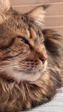 Büyük kedi yatak odasındaki yatakta yatıyor.