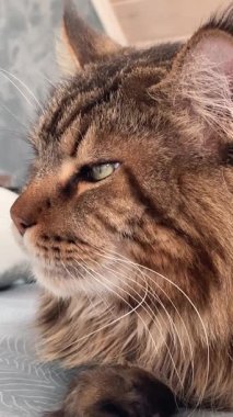 Büyük kedi yatak odasındaki yatakta yatıyor.