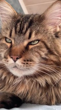 Büyük kedi yatak odasındaki yatakta yatıyor.