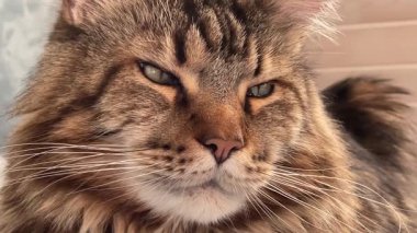 Büyük kedi yatak odasındaki yatakta yatıyor.