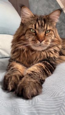 Büyük kedi yatak odasındaki yatakta yatıyor.