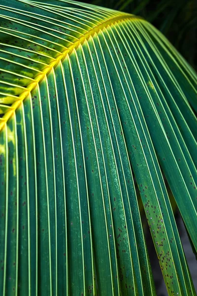 Пальма листья зеленый фон текстуры — стоковое фото