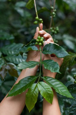 Yeşil arabica kahve meyve 