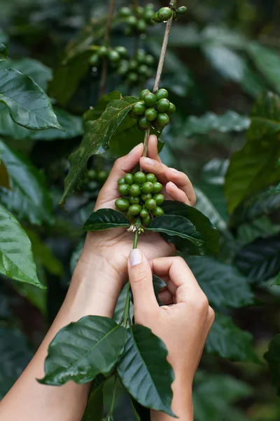 Зелена арабіка кавові фрукти — стокове фото
