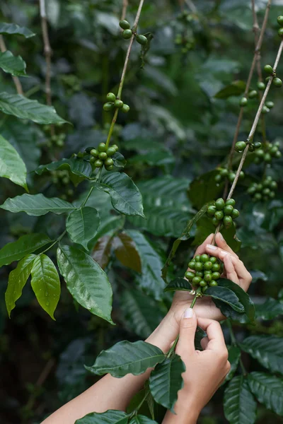 Frutas de café arábica verde —  Fotos de Stock