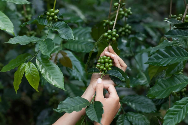 Frutos de café arábica verde — Fotografia de Stock