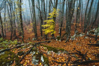 Güzel sonbahar ormanı