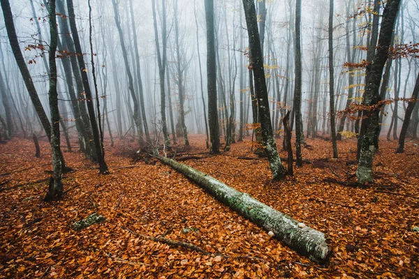 Красивый осенний лес — стоковое фото