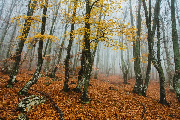 Bela floresta de outono — Fotografia de Stock