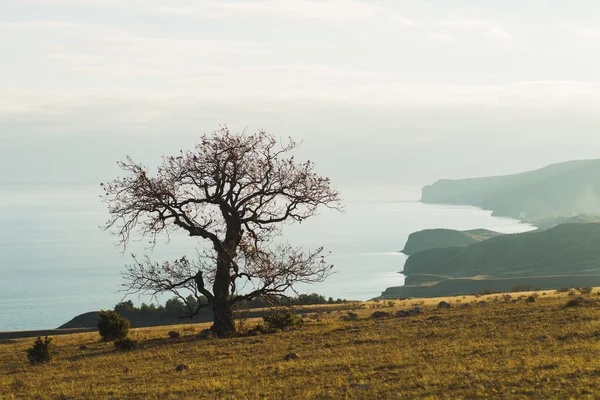Árvore solitária na costa — Fotografia de Stock