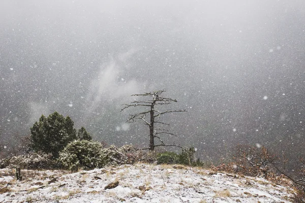 Starker Schneefall in den Bergen — Stockfoto