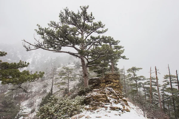 Neige épaisse dans les montagnes — Photo