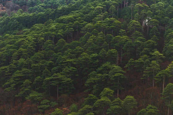 소나무 숲 위. — 스톡 사진