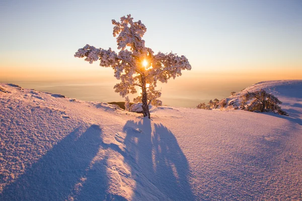Lever de soleil majestueux en hiver — Photo