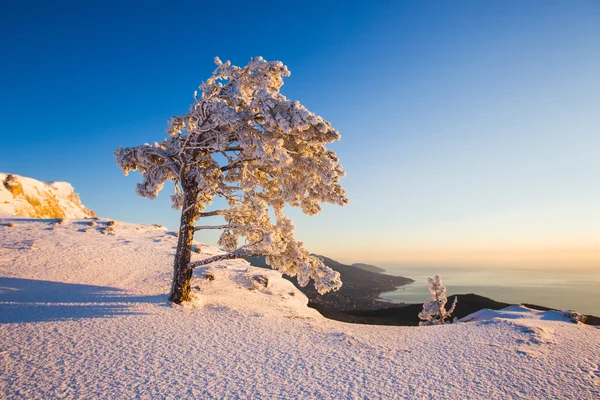 Lever de soleil majestueux en hiver — Photo