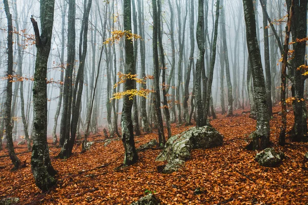 Hermoso bosque de otoño Imágenes de stock libres de derechos