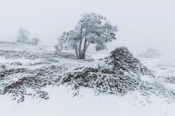 Туманный сосновый лес Лицензионные Стоковые Изображения