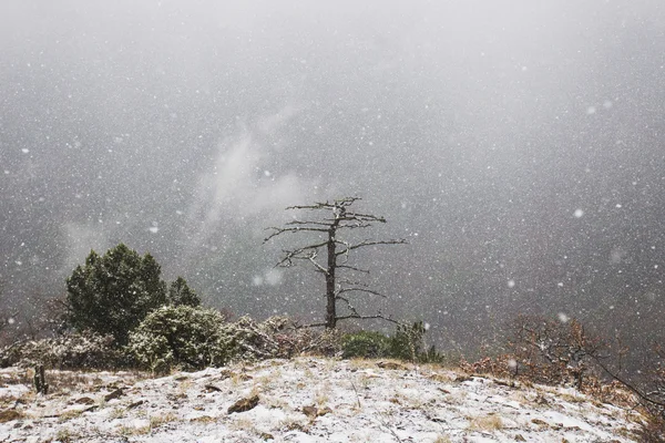 Сильный снег в горах Лицензионные Стоковые Изображения