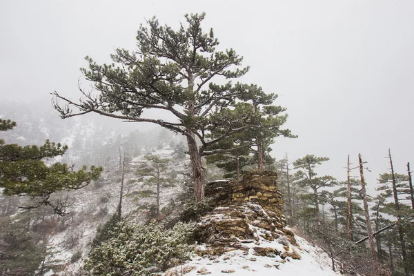 Nieve pesada en las montañas Fotos De Stock Sin Royalties Gratis