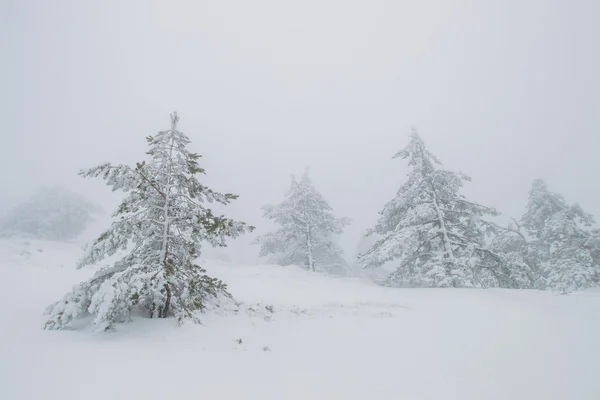 Туманный сосновый лес Стоковое Изображение