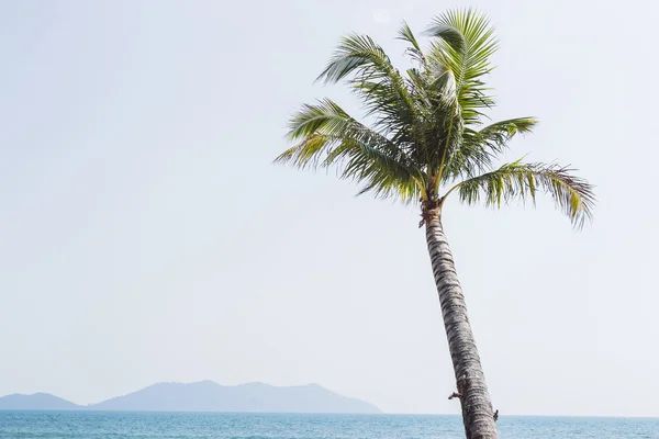 Palma solitária na praia — Fotografia de Stock