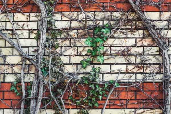 Klimop op bakstenen muur — Stockfoto