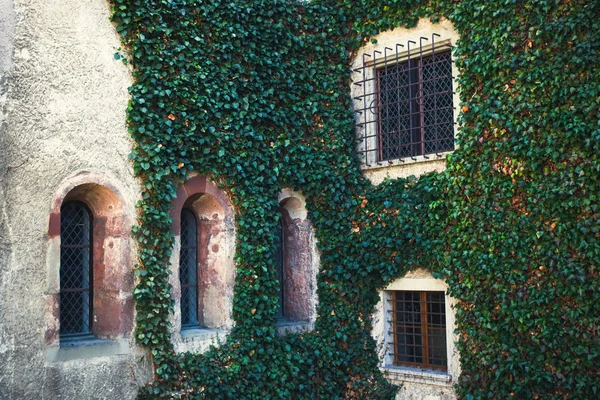 Castle wall covered with ivy — Stock Photo, Image