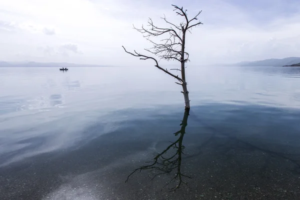 Paisaje con árbol y lago — Foto de Stock