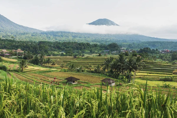 Widok Jatiluwih Tarasy Ryżowe Bali Słynny Zabytek Turystyczny Indonezji Obrazek Stockowy