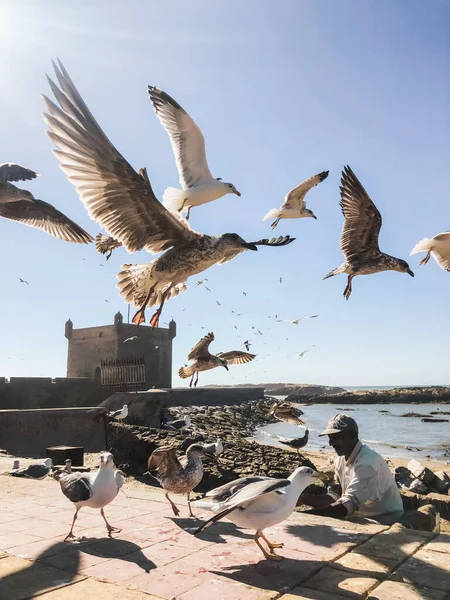 Essaouira Morocco September 2019 Old Fisherman Feeding Seagulls Harbour Essaouira Stock Photo