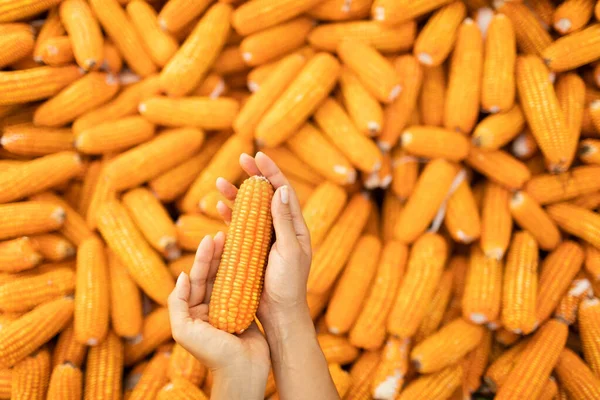 Hand Hold Orange Corn Cob Usa Agriculture Harvest Season Healthy Stock Image