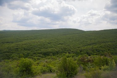 orman yeşil dağlar doğa