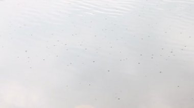 böcekler bir rezervuar su üzerinde