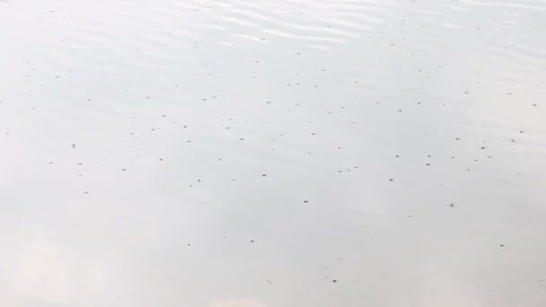 Insectos en el agua en un depósito — Vídeos de Stock