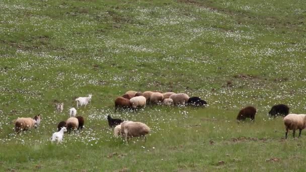 Sul campo pascola un gregge di pecore — Video Stock