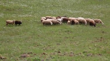 sahada bir koyun sürüsü grazes