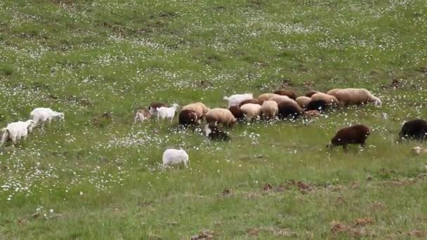 En el campo un rebaño de ovejas pastan — Vídeos de Stock