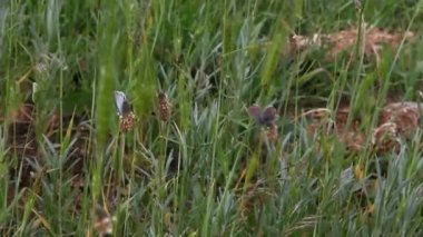 çimlerde oturan kelebek