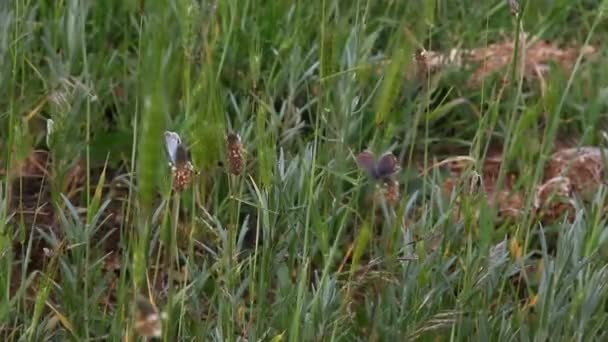 Schmetterling sitzt auf dem Gras — Stockvideo