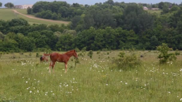 Лошади на поле — стоковое видео