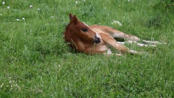 Paarden op het veld — Stockvideo